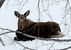 JHMar2013 (29)  Moose, Jackson, Wyoming